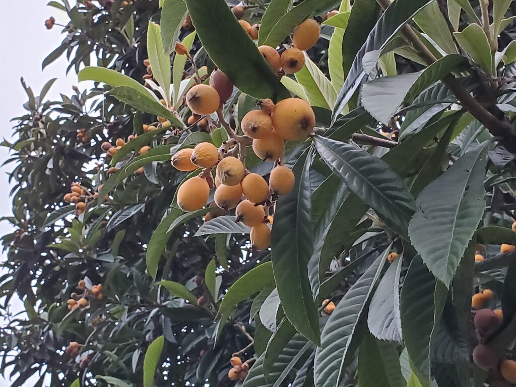 Loquat by mimiducky