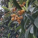 Loquat by mimiducky