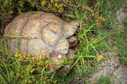 26th Mar 2023 - 150 year old Tortoise