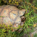 150 year old Tortoise by ludwigsdiana