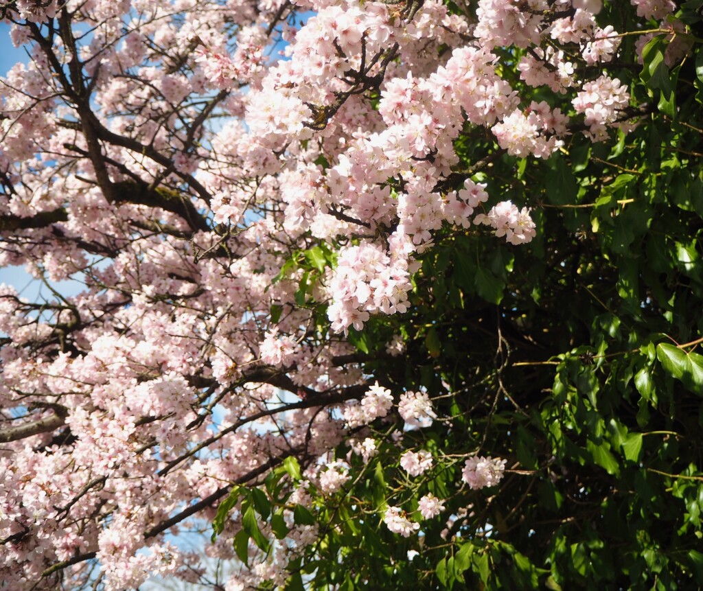 Cherry Blossom by delboy207