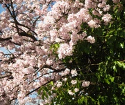 26th Mar 2023 - Cherry Blossom