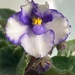 African Violet by monicac