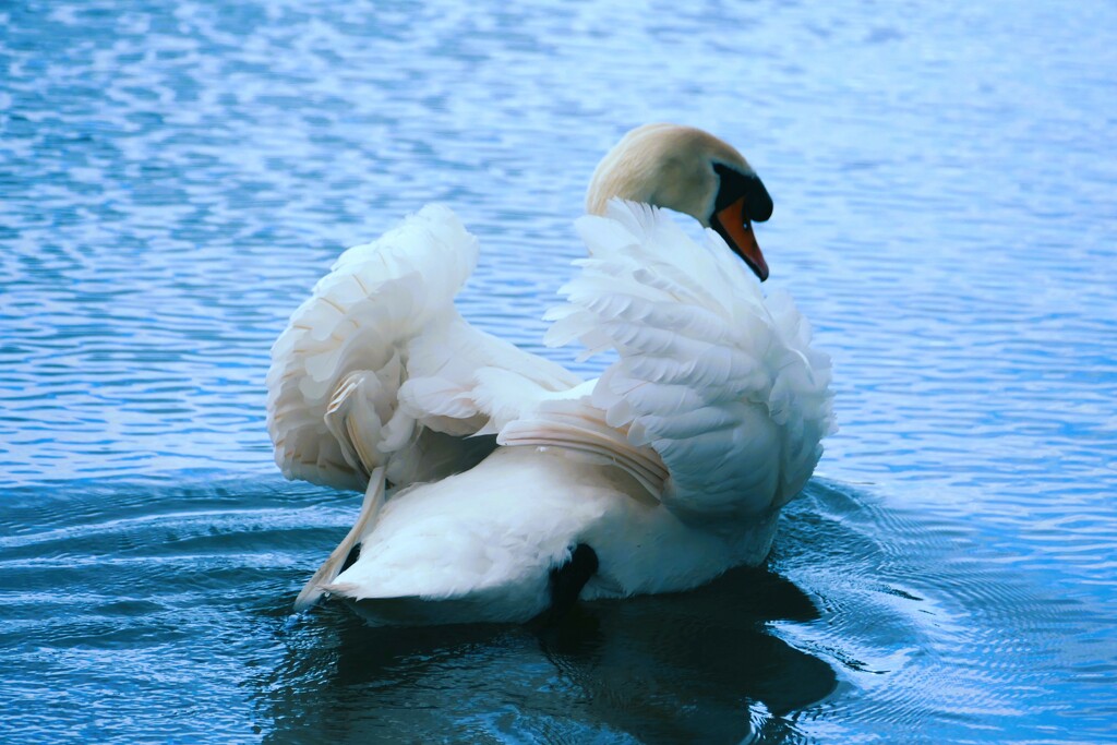 swan busking by cam365pix