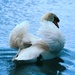 swan busking
