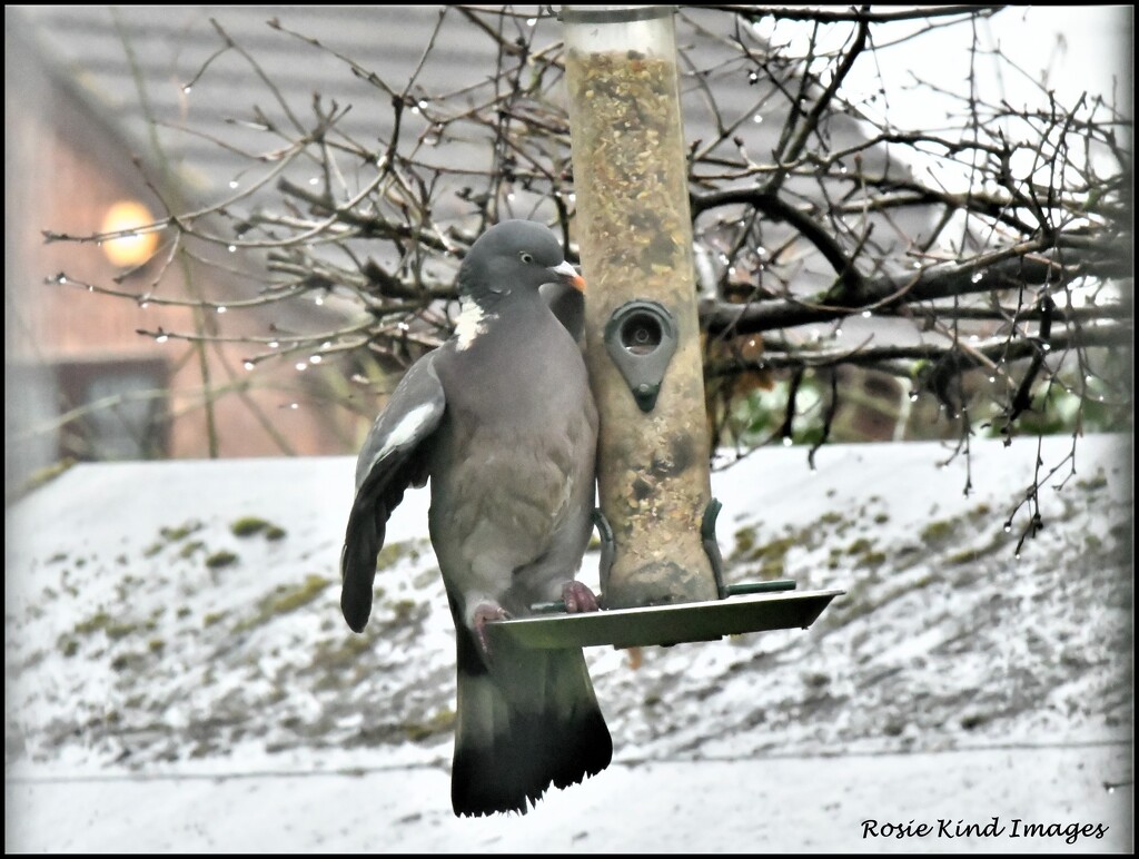 A very determined pigeon rosie-pp by rosiekind