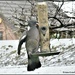 A very determined pigeon rosie-pp