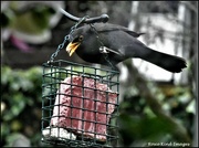 26th Mar 2023 - And a very determined blackbird