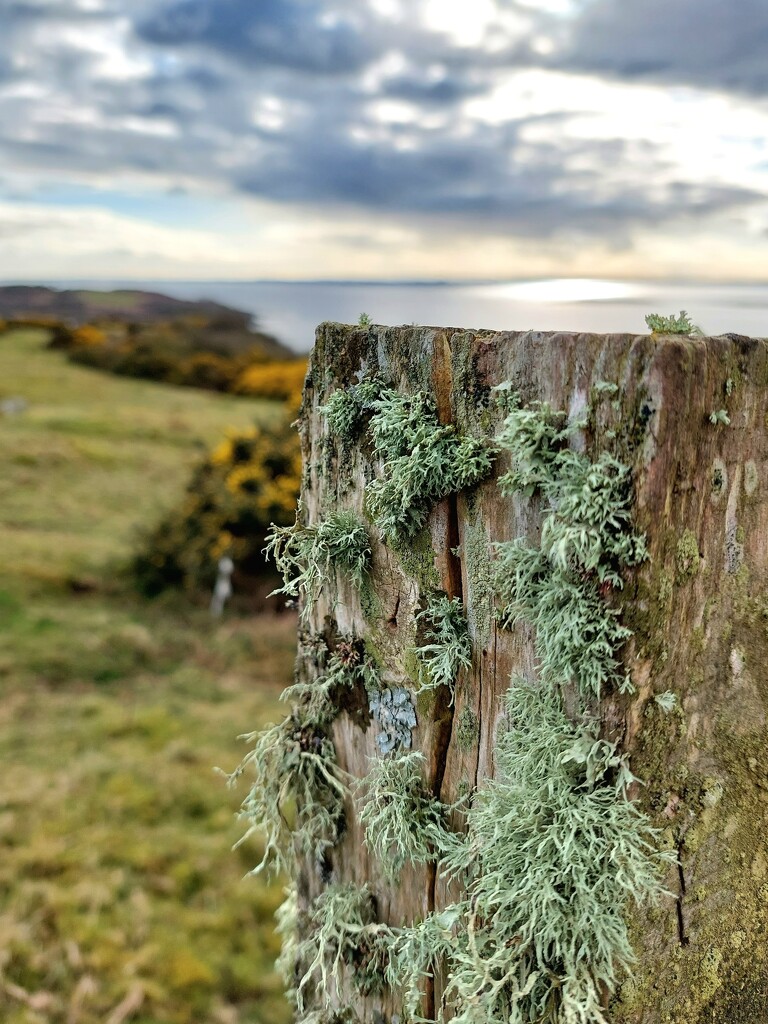 Lichen on a fence post by samcat