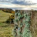 Lichen on a fence post by samcat