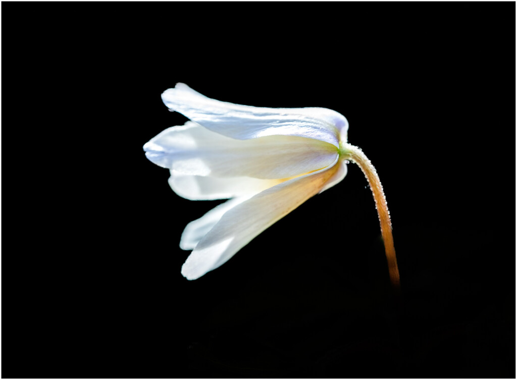 Wood Anemone by clifford