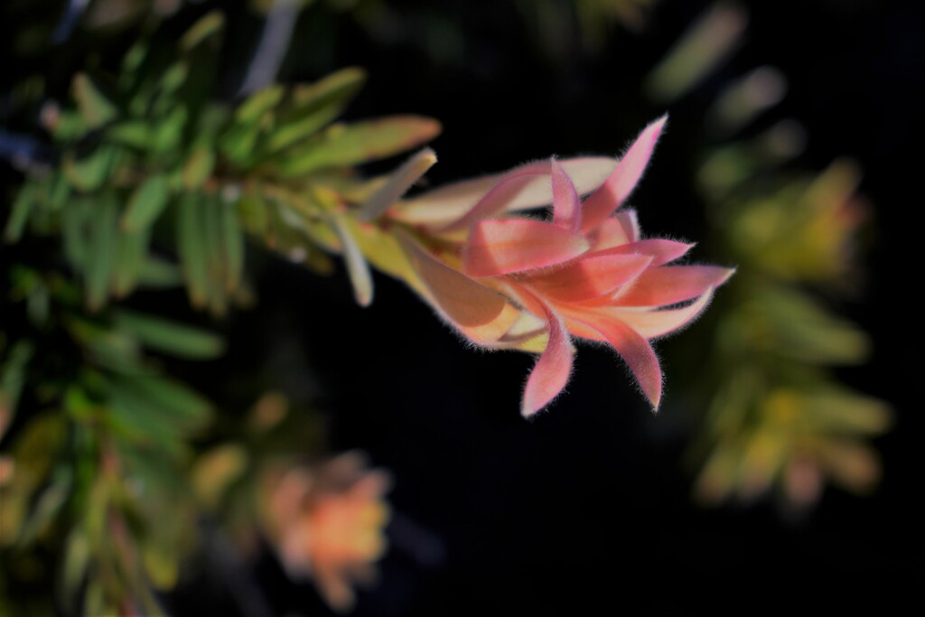 Evening flower by sandlily