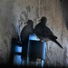 Light fixture perch