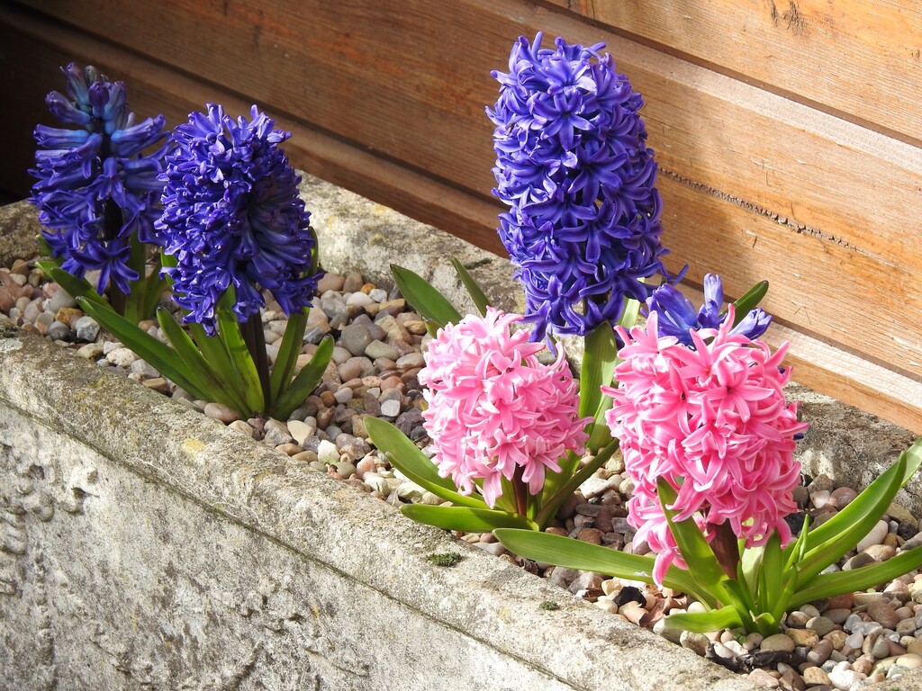Hyacinths by susiemc