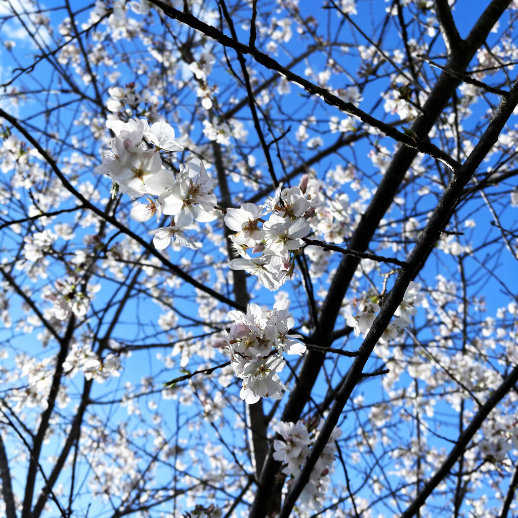 Our Japanese Cherry Blossom Is Blooming by yogiw