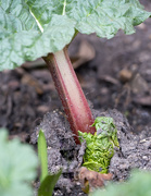 25th Mar 2023 - we have rhubarb