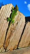 25th Mar 2023 - I am an anole and skink whisperer 