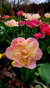 24th Mar 2023 - Gibbs Gardens in Spring Bloom
