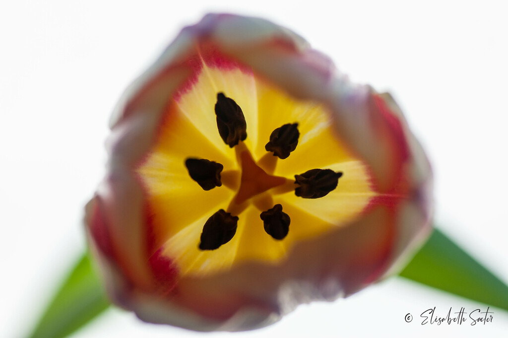 Inside the tulip by elisasaeter
