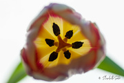 26th Mar 2023 - Inside the tulip