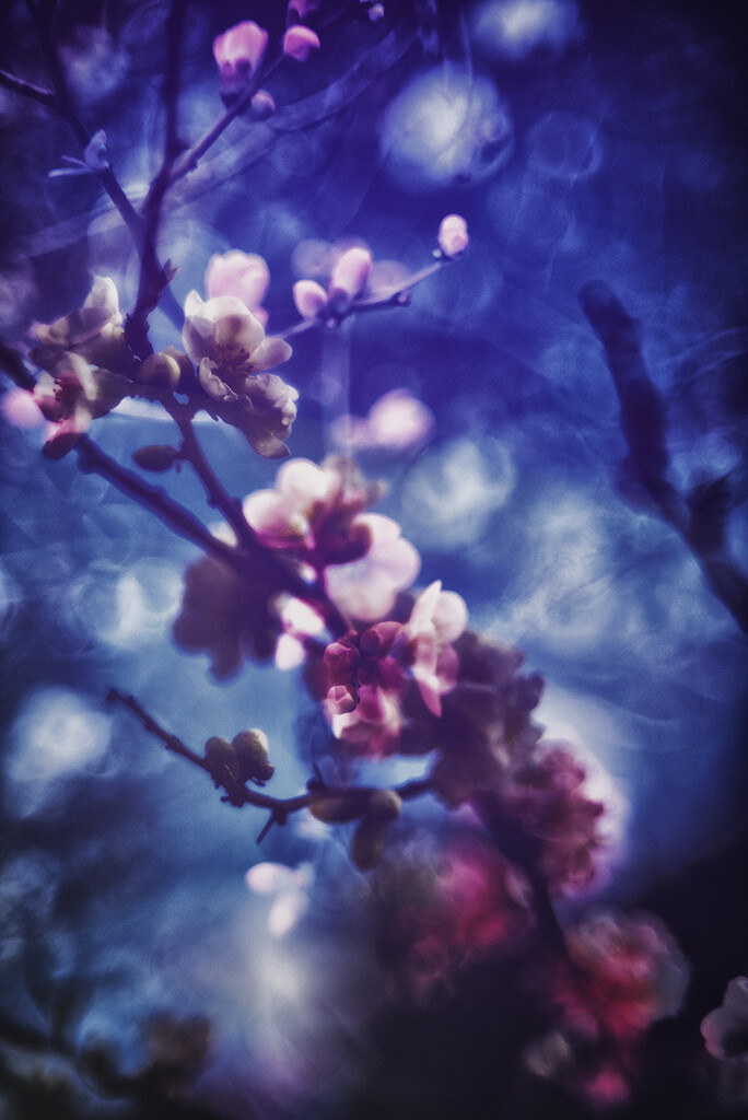 Spring IV by pompadoorphotography
