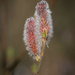 The catkins by haskar