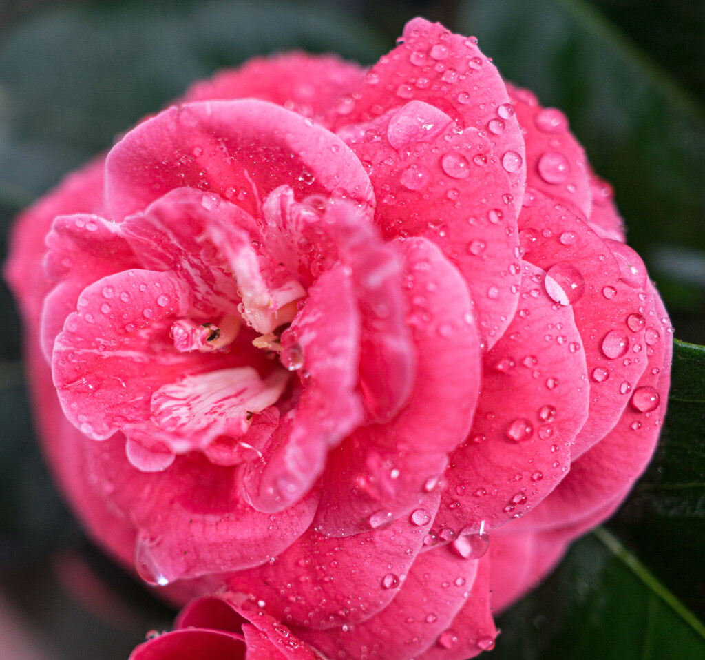 Camellia in the rain by cristinaledesma33