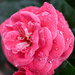 Camellia in the rain by cristinaledesma33