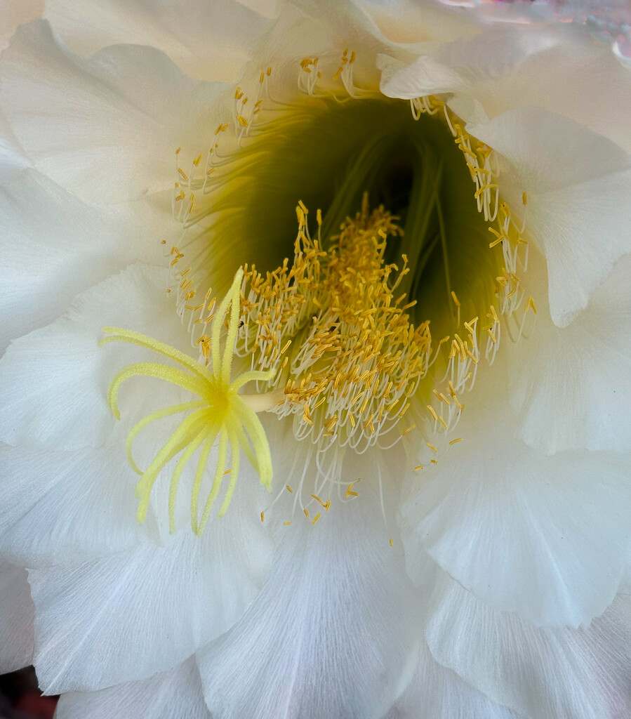 Blooming Cactus #2 by 365projectorgbilllaing