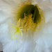 Blooming Cactus #2 by 365projectorgbilllaing
