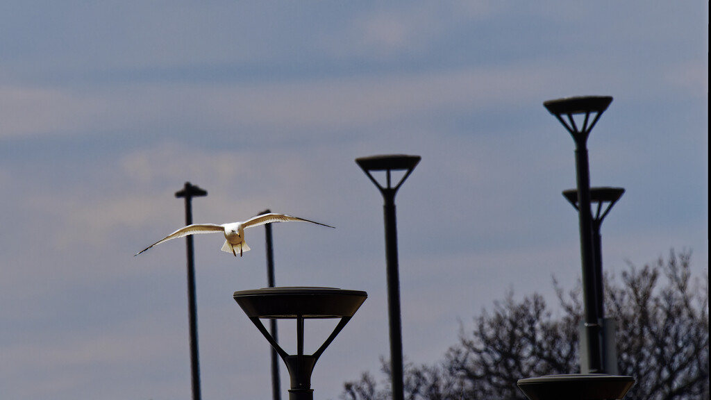 ring-billed gull lampposts by rminer