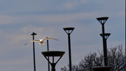 26th Mar 2023 - ring-billed gull lampposts
