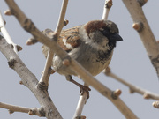 26th Mar 2023 - male house sparrow 