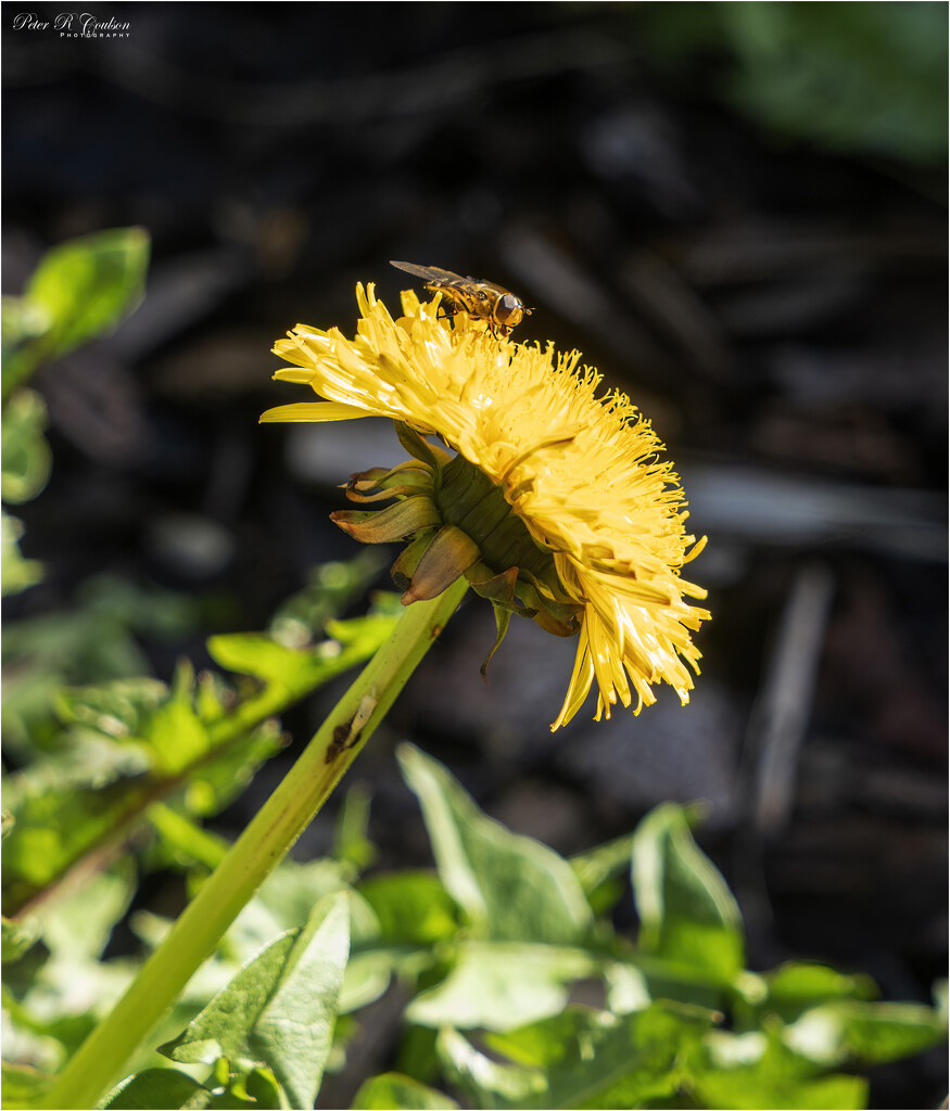 Dandelion by pcoulson