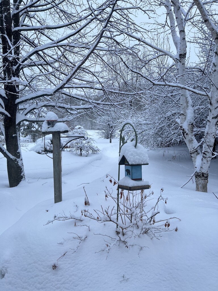 I woke up to a snowy backyard! by radiogirl