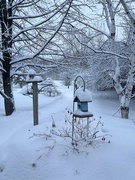 26th Mar 2023 - I woke up to a snowy backyard!
