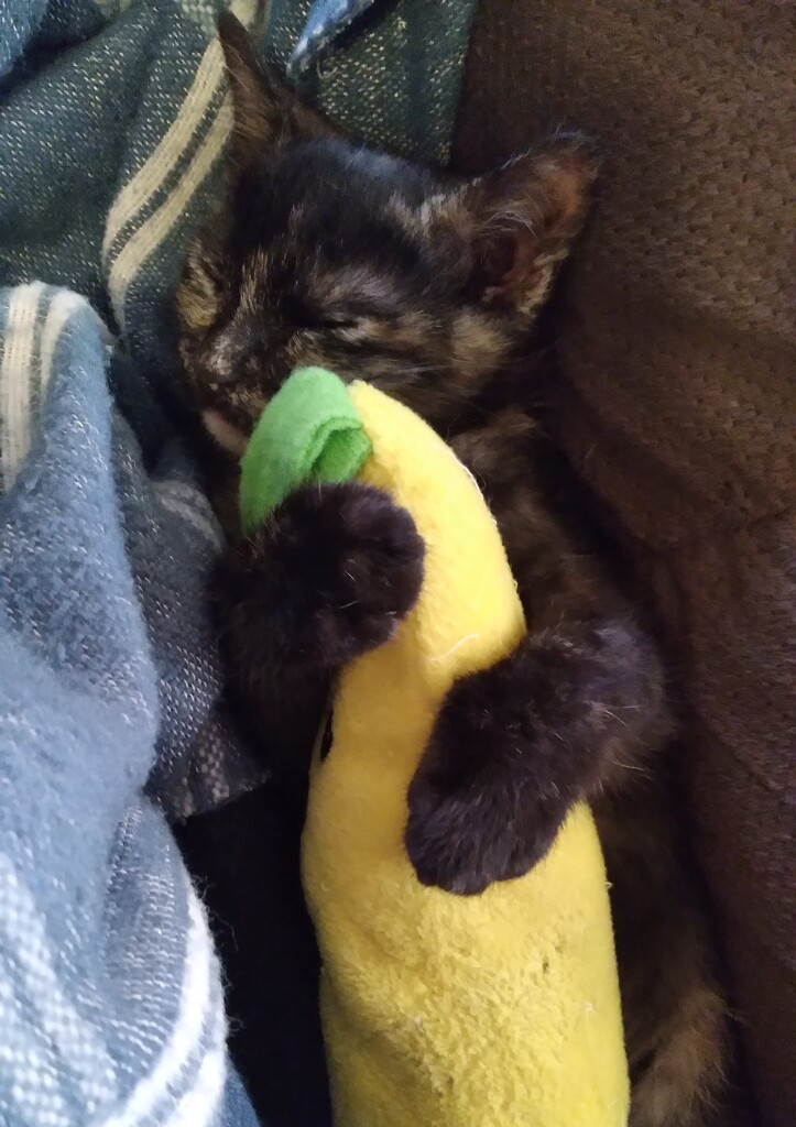 Kitty Sleeping with Favorite Toy by julie