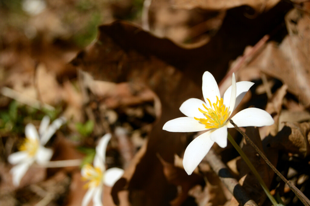 blood root by francoise