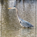Great Blue Heron by bluemoon