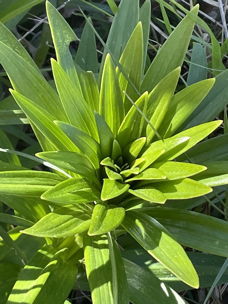 Green lily  by homeschoolmom
