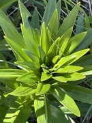 23rd Mar 2023 - Green lily 