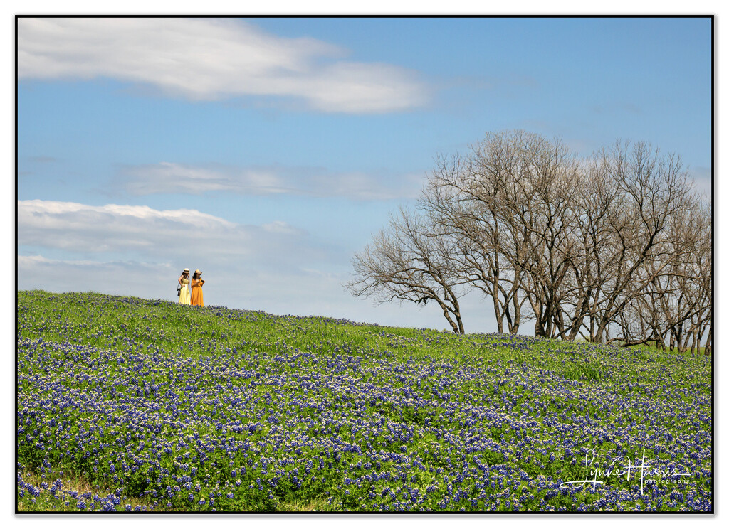 Texas Bluebonnets by lynne5477