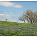 Texas Bluebonnets by lynne5477