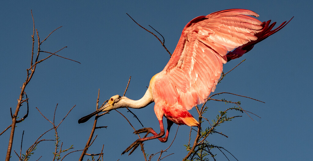 Roseate Spoonbill, Coming in for a Landing! by rickster549