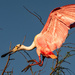Roseate Spoonbill, Coming in for a Landing!