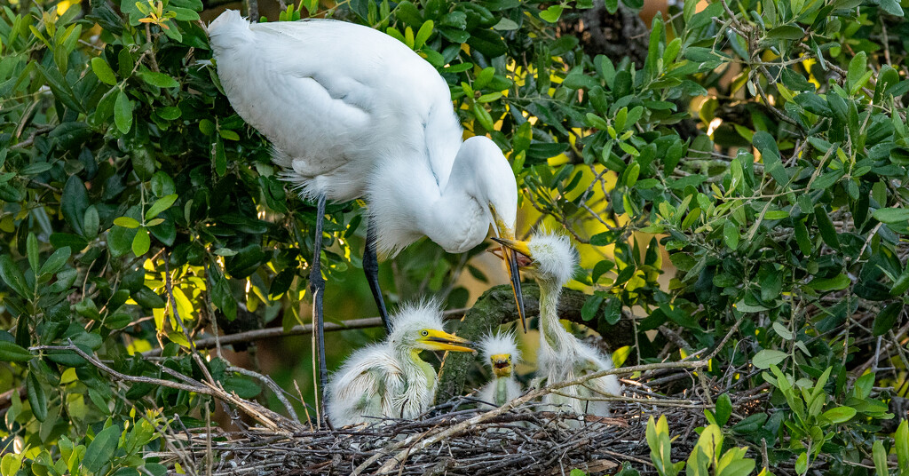 Feeding Time for the Egret Chics! by rickster549