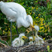 Feeding Time for the Egret Chics! by rickster549