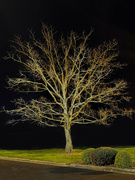 26th Mar 2023 - lighted tree