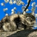 Cheshire Cat by gardenfolk
