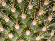 27th Mar 2023 - Cactus Patterns